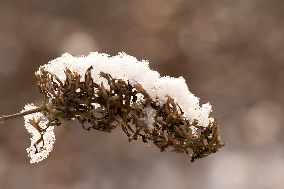 Snow