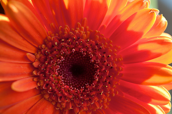 Gerbera