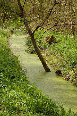Algae