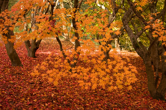 Autumn colour