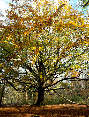 Ranmore Tree