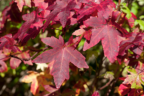 Autumn leaves, Winkworth