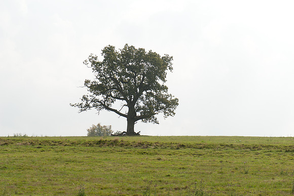 Hampton Estate