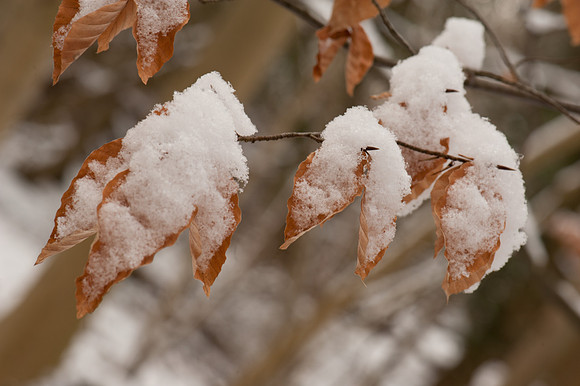 Snow