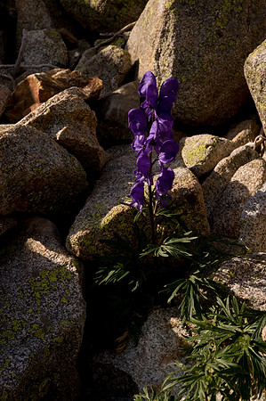 Aconitum napellus subsp. vulgare