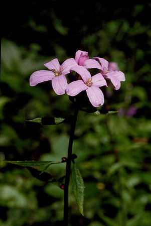 Cardamine bulbifera
