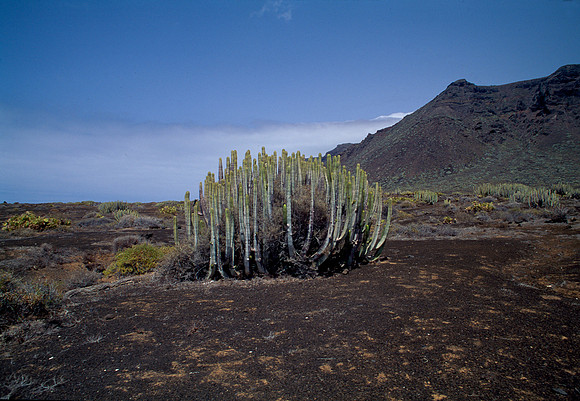 Tenerife