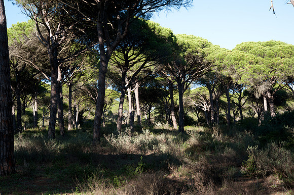 Torre de Taho, La Brena y Marismas de Barbate