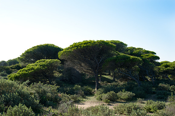 Torre de Taho, La Brena y Marismas de Barbate