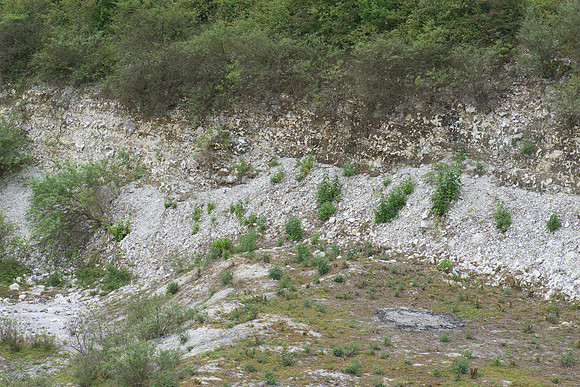 Clinton Chalk Pit