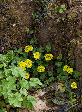 Chrysoplenium alternifolium