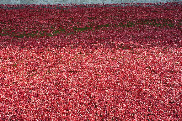 Tower of London Poppy Installation 2014