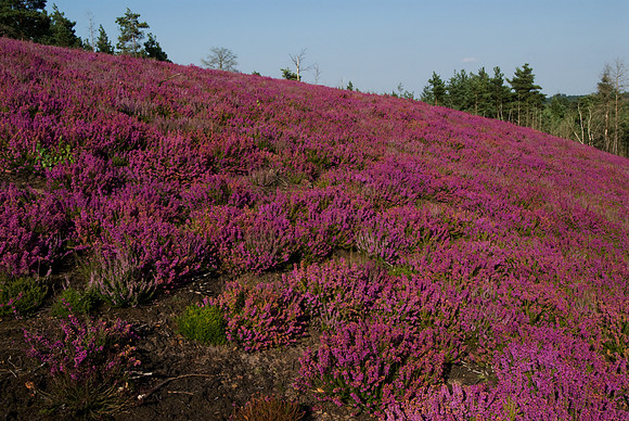 Calluna vulgaris and Erica cinerea