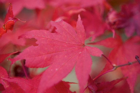 Autumn colour