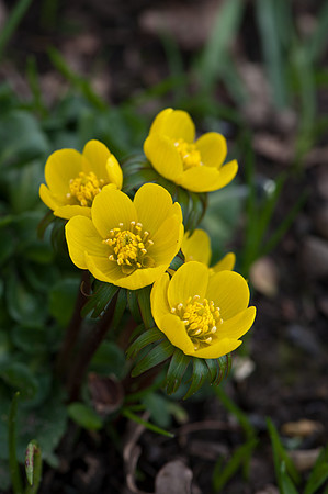 Eranthis hyemalis