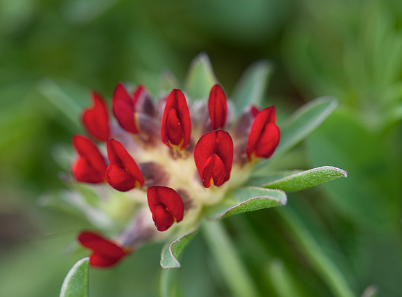 Anthyllis vulneraria var. coccinea