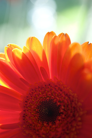 Gerbera