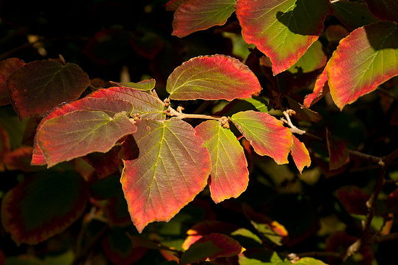 Autumnal tint