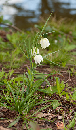 Fritillaria meleagris