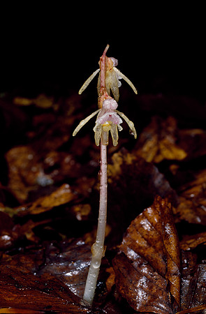 Epipogium aphyllum
