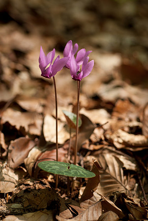Cyclamen purpurascens