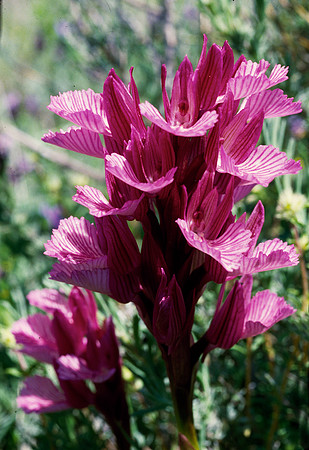 Anacamptis papillionacea