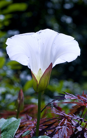 Calystegia sepium