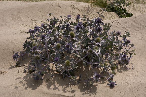Eringium maritimum