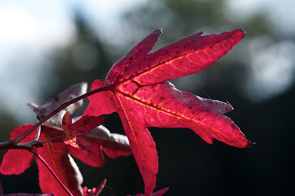 Autumn leaves, Winkworth