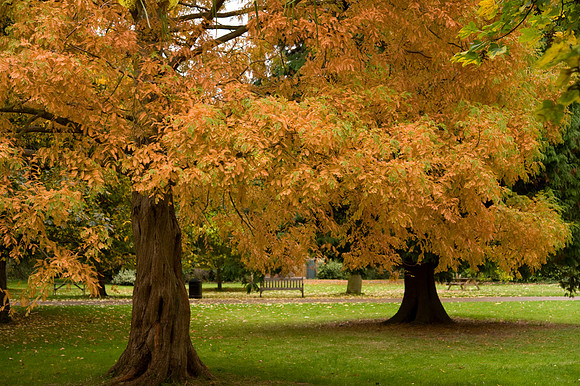Autumn colour