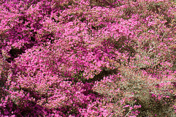 Azalea