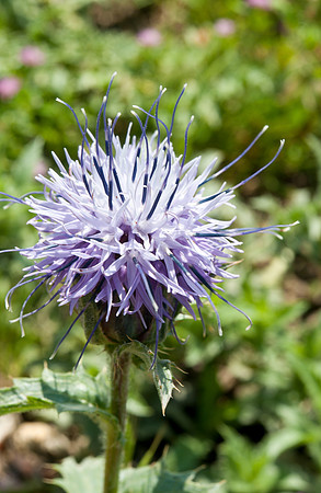 Centauria sonchifolia