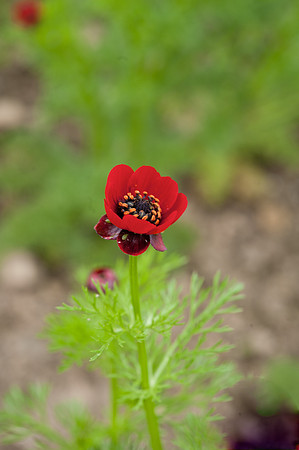 Adonis annua