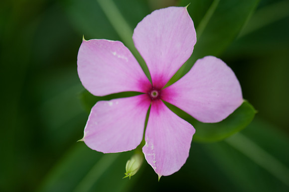 Catharanthus roseus