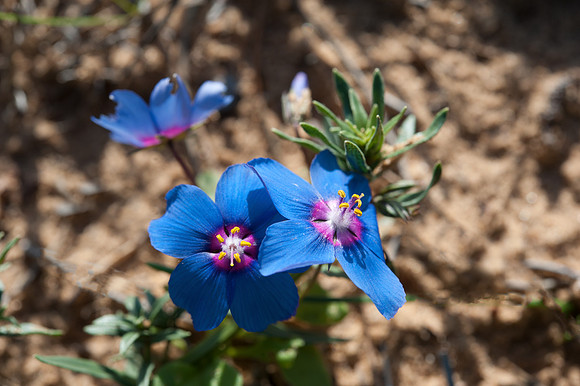 Anagallis monelli