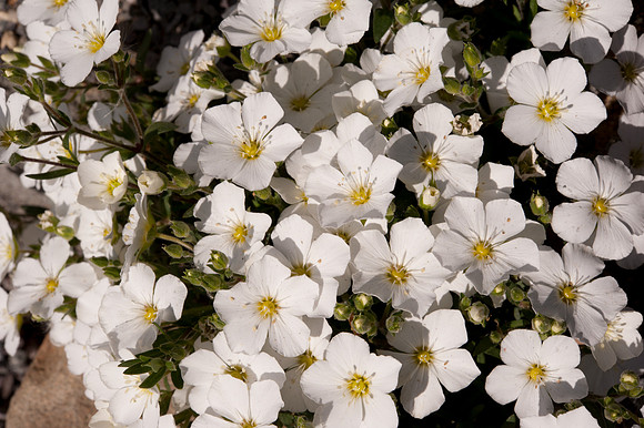 Arenaria grandiflora