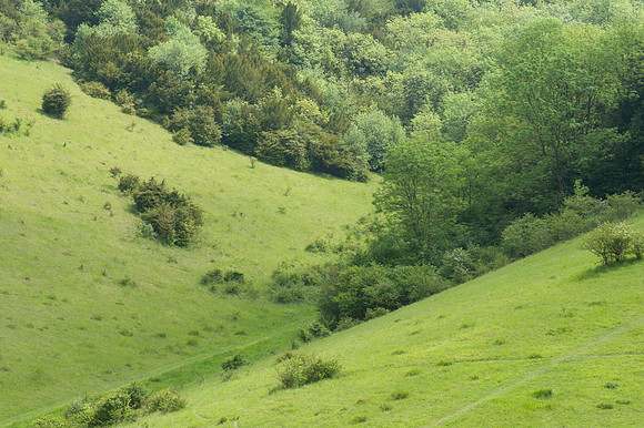 Box Hill