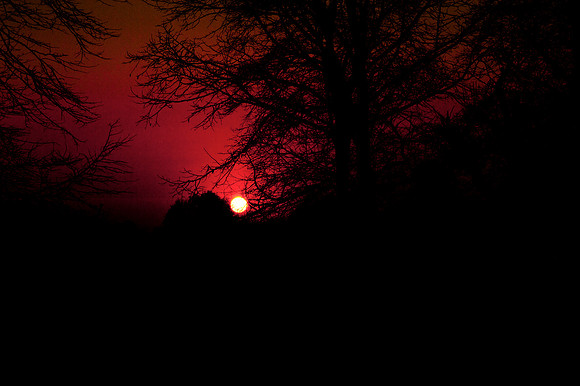 Bushy Park Sunset