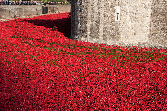 Tower of London Poppy Installation 2014