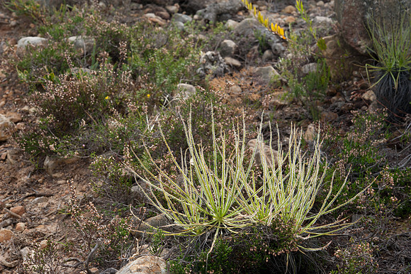 Drosera filiformis