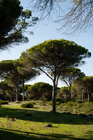 Torre de Taho, La Brena y Marismas de Barbate
