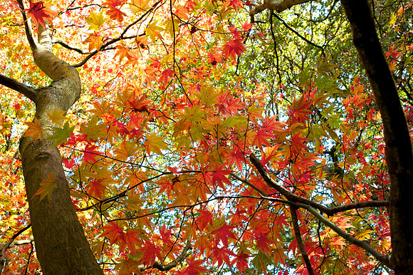 Autumn leaves, Winkworth
