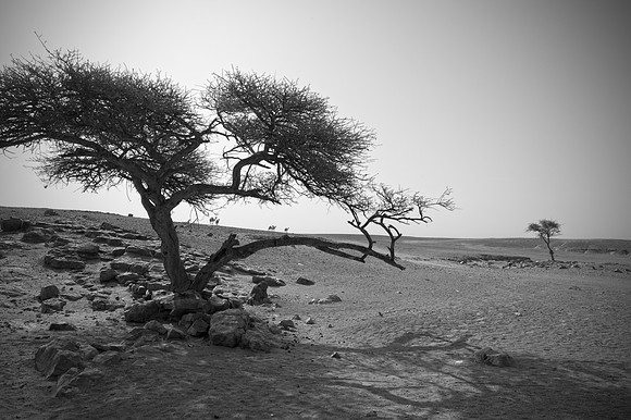 Desert Camels