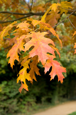 Autumn colour
