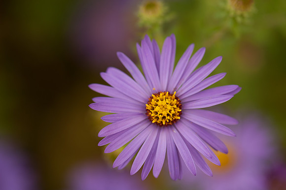 Aster amelus
