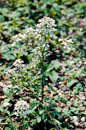 Candytuft, Iberis amara