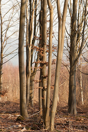 Copse