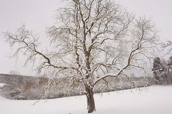 Snow