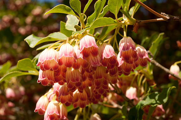 Enkianthus campanulatus
