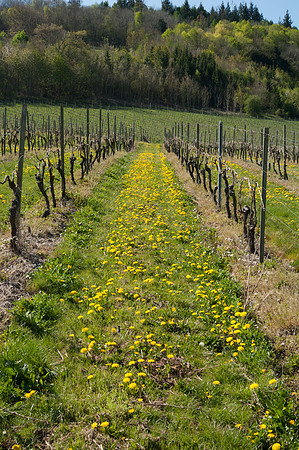 Denbies Vineyard